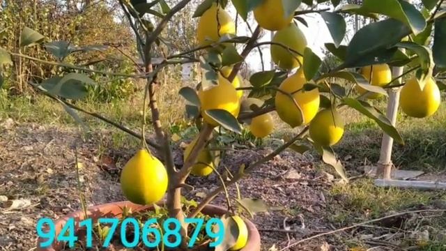 LIMON 🍋🍋 MANDARIN APELSIN 🍊🍊941706879 KOʻCHATLAR  MANZIL : Namangan Viloyati Norin Tuman +941706879