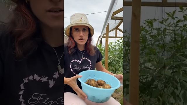 Картошка из семян💪🏽 смотреть онлайн