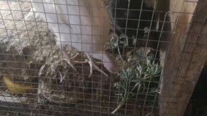 Индюшата и ПОЛЫНЬ в корм