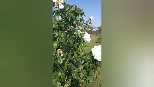 Ознайомлення з соціум/Якою буває погода. смотреть онлайн