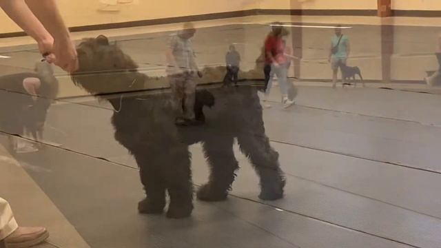 Conformation Handling Class - training Black Russian Terrier puppy 4 months old смотреть онлайн