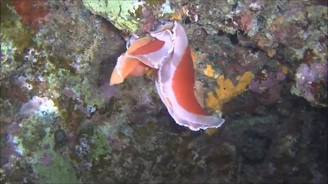 The Spanish Dancer смотреть онлайн