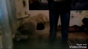 На лабутенах/клип-пародия