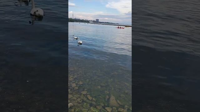 Дикие лебеди рядом с людьми смотреть онлайн