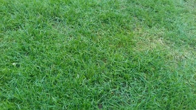 Rasen gegen Unkraut spritzen - was bringt es? смотреть онлайн