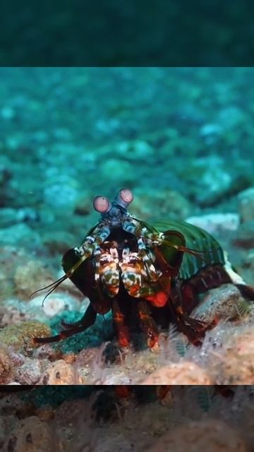 Take a Look at This Peacock Mantis Shrimp смотреть онлайн