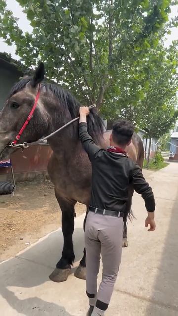 Horse mating cute - Most breeding horse смотреть онлайн