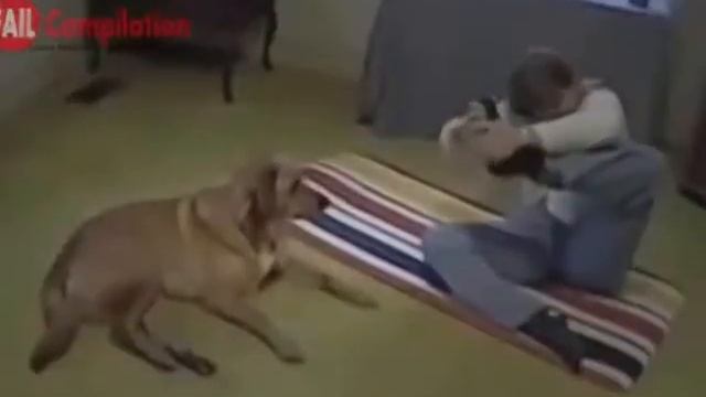 Видео Подборка Приколов с Животными 20 Кошки Собаки Смешные Животные 2015 смотреть онлайн