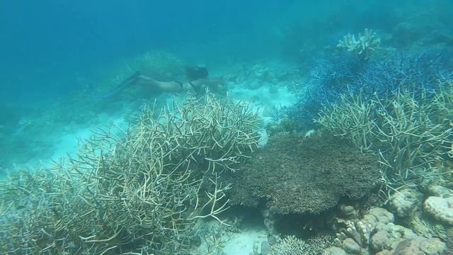 Freediving in Coron смотреть онлайн