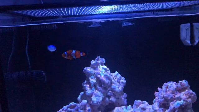Innovative Marine Nuvo 40 Fish in the tank! 7-5-2019 week 1 Update смотреть онлайн