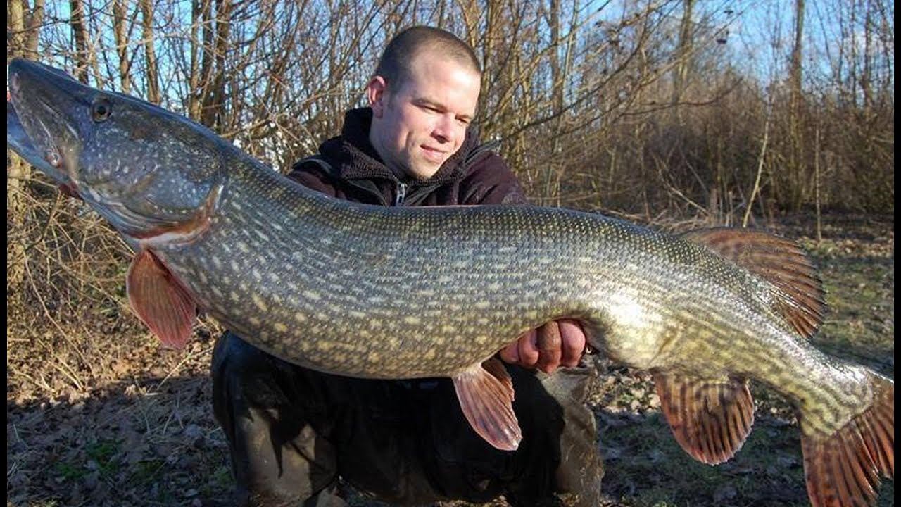 Рыбалка на щуку-монстра, трофейная щука на спиннинг!!!! смотреть онлайн