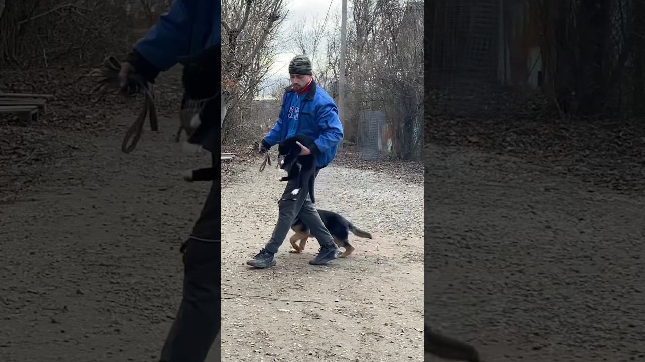 Немецкая овчарка Холли-ДРЕССИРОВКА смотреть онлайн