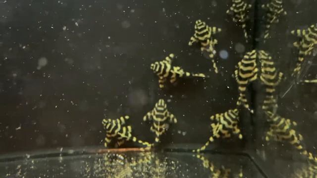 L134 Peckoltia compta Leopard Frog Pleco смотреть онлайн