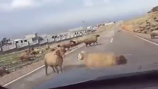 Бараньи бой смотреть онлайн