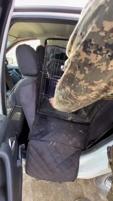 Кане-корсо Титан любит машину смотреть онлайн