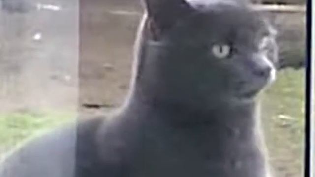 Кот за стеклом смотреть онлайн