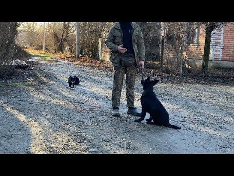 Команда ко мне с Раздражителями! Немецкая овчарка Ральф 4 месяца смотреть онлайн