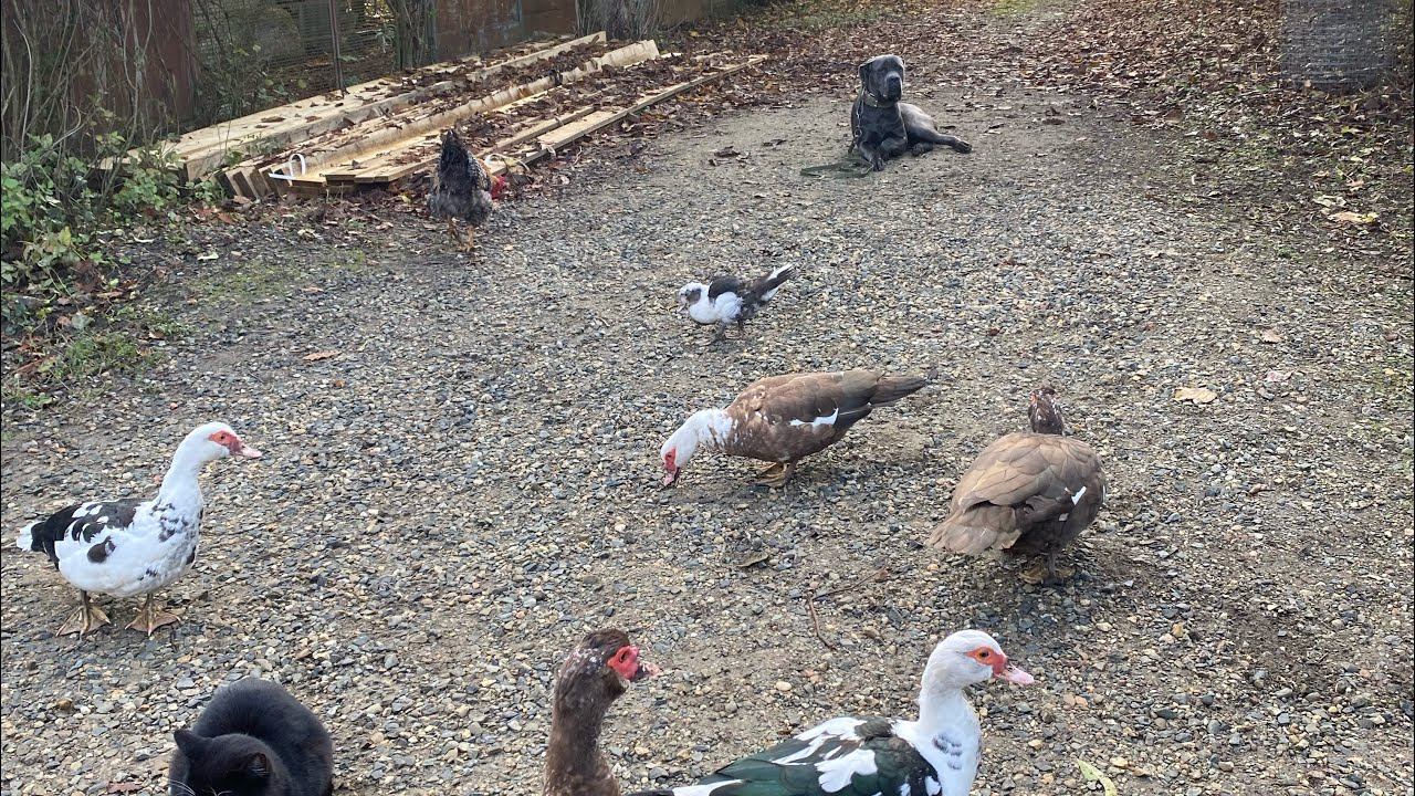 Кане-корсо Грей с Утиками и Котиками / команда сидеть,лежать… смотреть онлайн