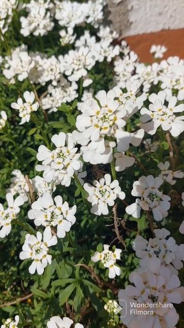 IBERIDE SEMPREVERDE #natural #flower #nature #naturelovers смотреть онлайн