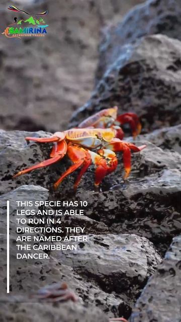 Wildlife of the Galapagos Islands смотреть онлайн