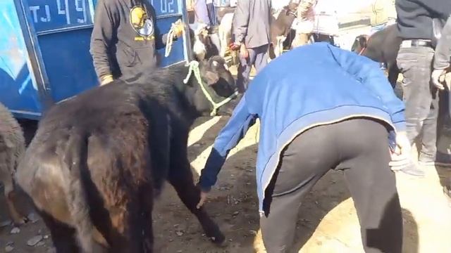 🇹🇯👍😱Лаби Канал Молхои Мастчох Молбозори Хучанд моли майда калон гуножин бука Худжанд смотреть онлайн