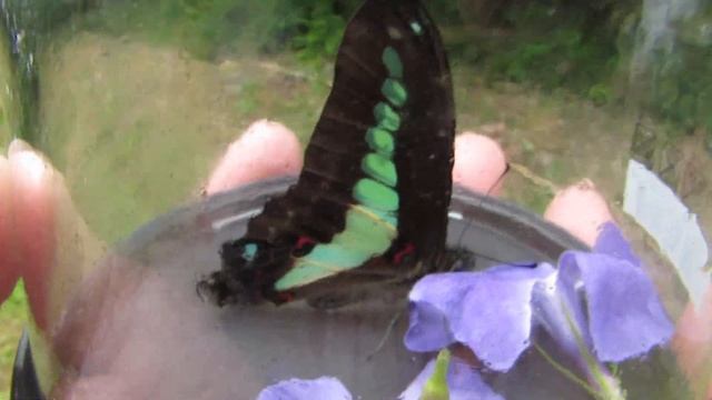 MVI 4637アオスジアゲハ　Graphium sarpedon смотреть онлайн