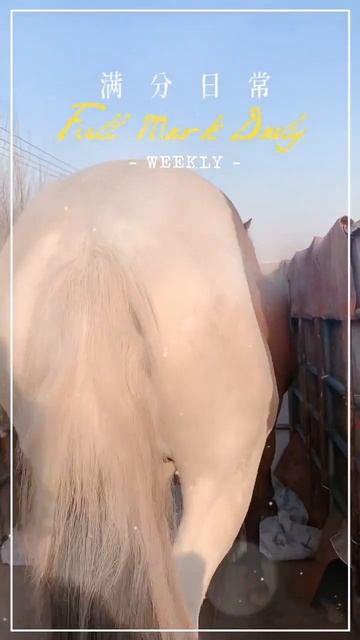 Horse mating cute - Most breeding horse смотреть онлайн