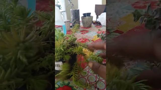 Sedum Red Carpet and Sedum Angelina смотреть онлайн