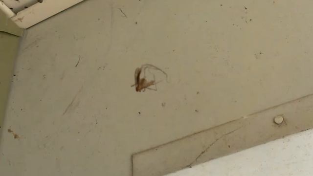 Wood Spider Feeding on a large mosquito смотреть онлайн