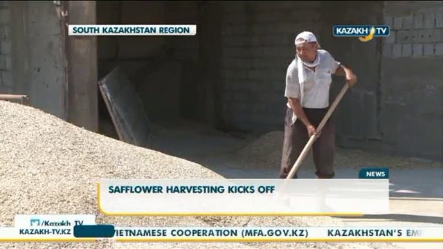 Оңтүстік Қазақстан облысында Мақсары орағы қызу жүріп жатыр - Kazakh TV смотреть онлайн