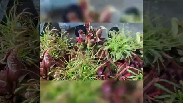 Комнатные растения из Европы смотреть онлайн