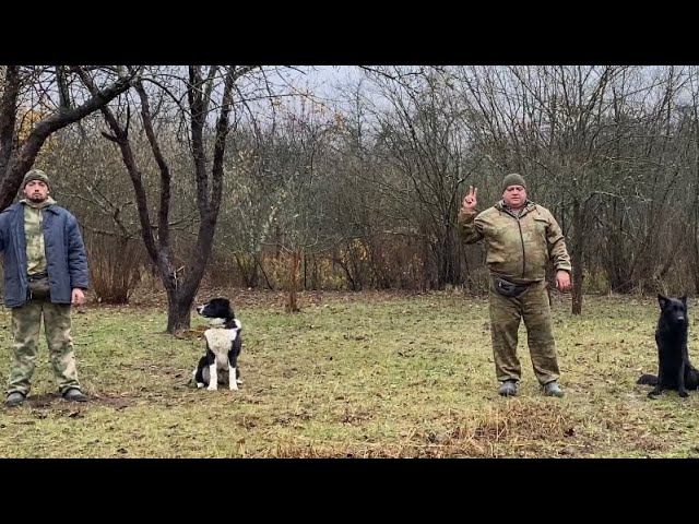 Дрессировка двух собак/ Дворянин Агат и Немецкая овчарка Джеки смотреть онлайн