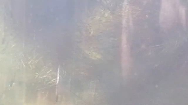 Малек из банки по кличке Лаки. Серия 2. смотреть онлайн