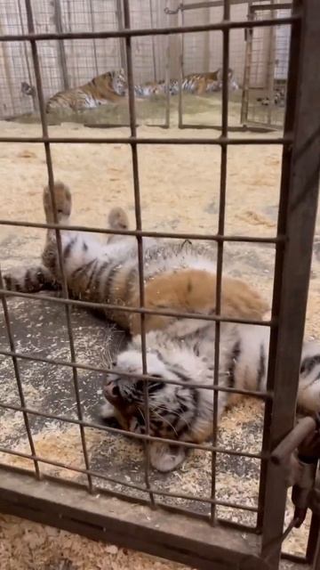 Лайк тигрёнку смотреть онлайн