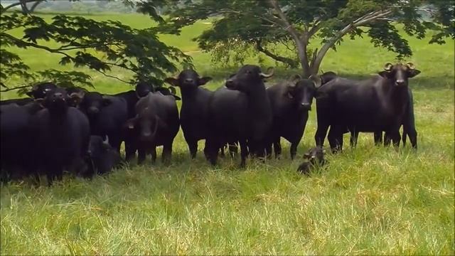 Tribute to wonderful Water Buffalo (Can You Feel My Love) смотреть онлайн