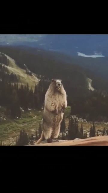 как сурок Кричит смотреть онлайн