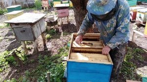 Как праисходит развитие пчел в улье лежаке,Расширения семьи,Мед,Пасека,Пчеловодство