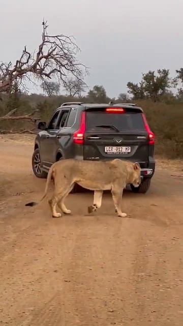 In Search of the Lion's Trail #wildlife смотреть онлайн