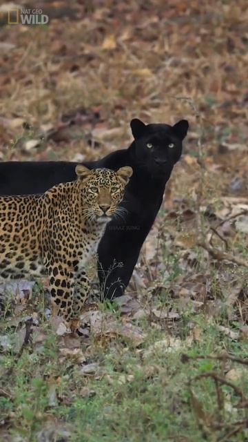 Ягуар и Пантера смотреть онлайн
