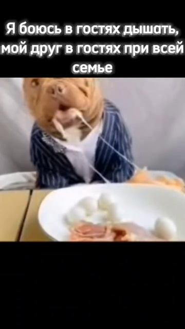 #fyp #fypシ #рекомендации #врек #гоуврек #мем #мемы #shorts #друг #собака смотреть онлайн