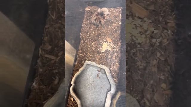 MEET Timothy and Bob ￼ tarantula смотреть онлайн
