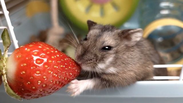 СЧАСТЛИВЧИК С КЛУБНИЧКОЙ !!!!! #хомячки #хомячи #грызун #хомяк #джунгарскийхомяк #грызуны смотреть онлайн