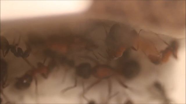élevage de fourmis Formica sanguinea смотреть онлайн