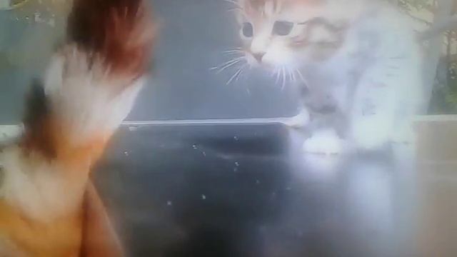 Мяуканье кошек