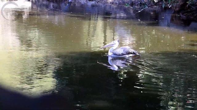 Spot billed pelican | Short film | Wildlife documentary смотреть онлайн
