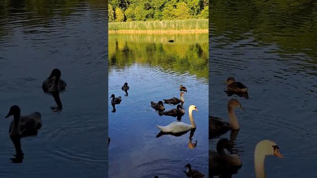 Любимые питомцы, любимые пруды нашего города)) смотреть онлайн