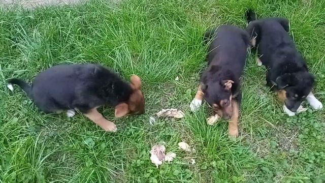 Малыши обедают!!!А где же мама??? смотреть онлайн