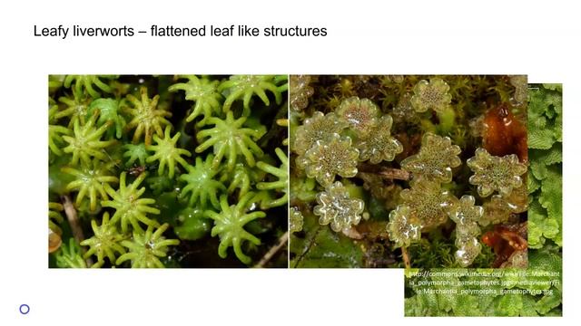 Liverworts смотреть онлайн