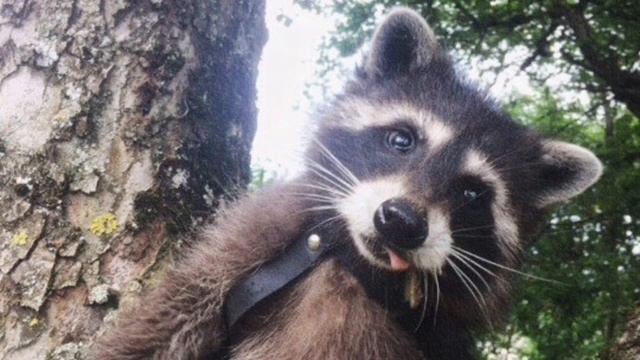 Наш любимый#енот. #our favorite raccoon#exploring смотреть онлайн
