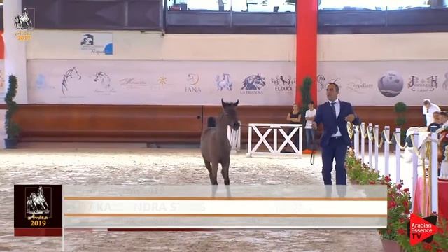 N 107 KASSANDRA STARS Italian Nationals 2019 Futurity Fillies Class 13 смотреть онлайн